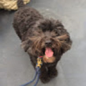 Meet your Posher, Allison